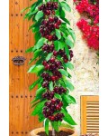 Вишня колоновидная | Вишня колоновидна | Prunus cerasus columnar